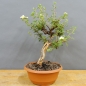 Preview: Potentilla, Fingerstrauch, Bonsai